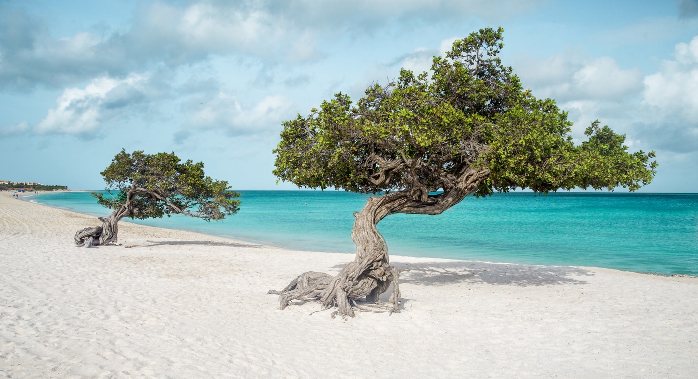 Ilha Aruba, Arvore Divi Tree