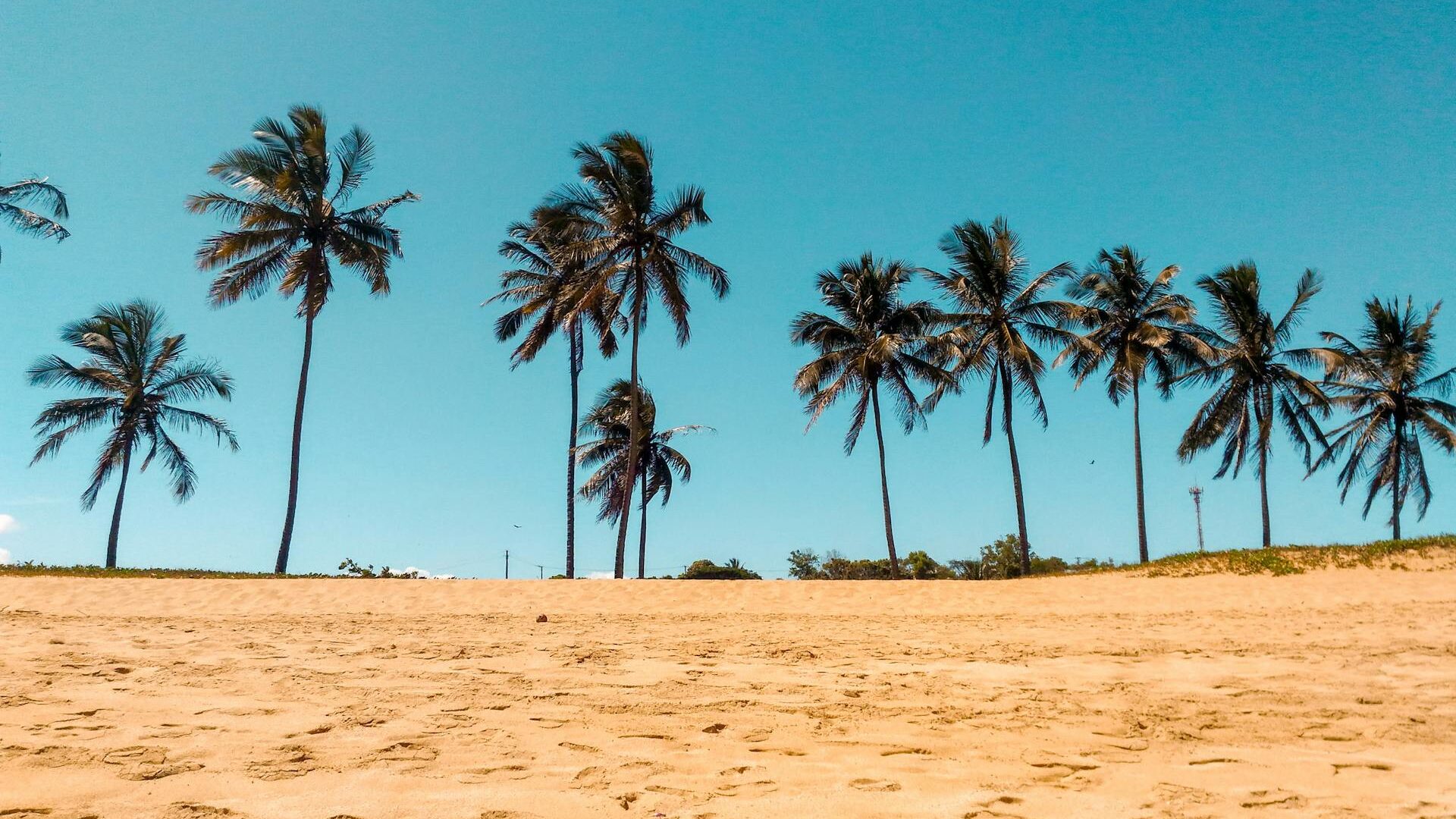Praia brasileira com coqueiros e areia clara, destino ideal para viajar no verão e fugir do calor
