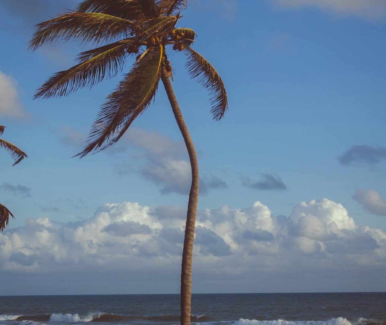 Praia pouco conhecida no Brasil com coqueiro, areia clara e mar azul em cenário tropical preservado