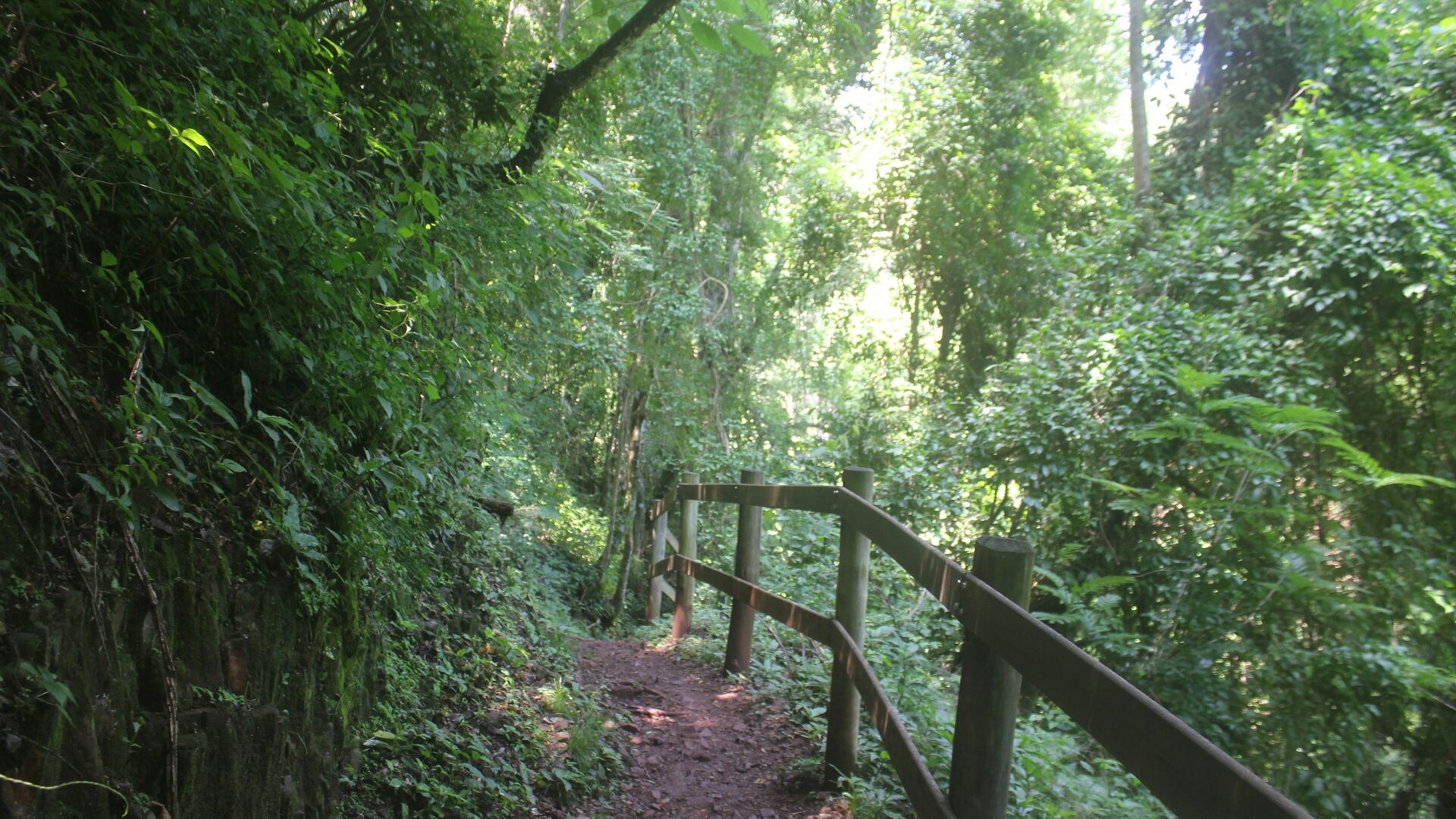 Trilha em meio à mata fechada levando a cachoeira, ideal para iniciantes